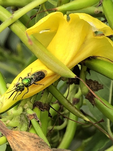 photo of Augochlorine Sweat Bees (Augochlorini)