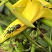 photo of Augochlorine Sweat Bees (Augochlorini)