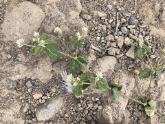 Alternanthera halimifolia