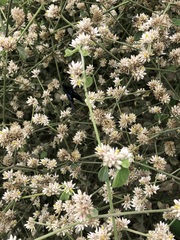 Alternanthera halimifolia