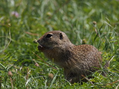 Spermophilus citellus