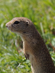 Spermophilus citellus