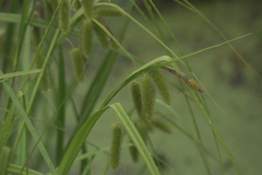 Carex pseudocyperus