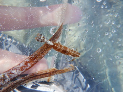 Leander tenuicornis