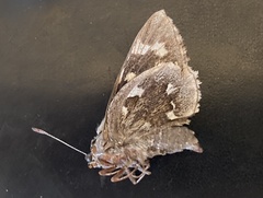 Megathymus streckeri