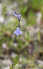 Lobelia gattingeri