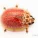 Paropsisterna cloelia - Photo (c) sa_biodiversity,  זכויות יוצרים חלקיות (CC BY-NC)