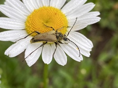 Lepturobosca