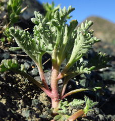 Chaenactis thompsonii