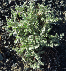 Chaenactis thompsonii