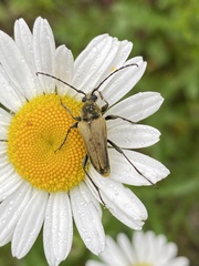 Lepturobosca