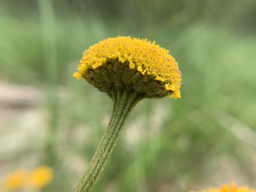 dune tansy