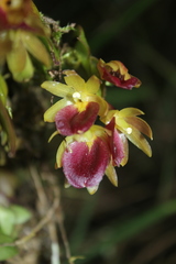 Epidendrum megalospathum
