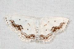 Scopula purata