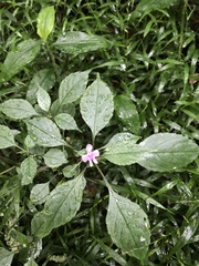 Impatiens hochstetteri