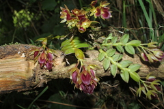 Epidendrum megalospathum