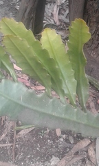Epiphyllum oxypetalum