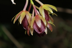 Epidendrum megalospathum