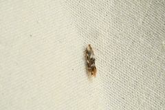 Bucculatrix canadensisella