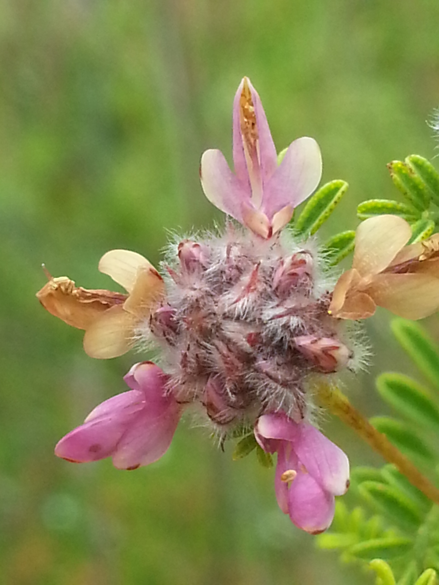 Dalea carthagenensis image