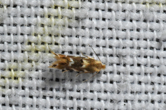 Bucculatrix canadensisella