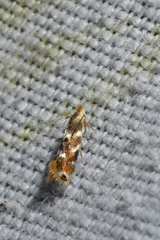 Bucculatrix canadensisella