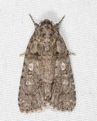 Acronicta modica