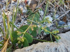 Euphorbia psammogeton