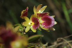 Epidendrum megalospathum