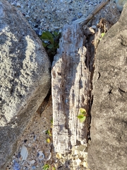 Euphorbia psammogeton