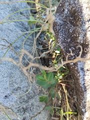 Euphorbia psammogeton