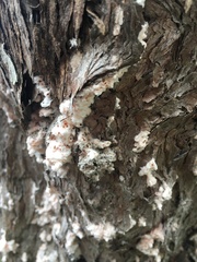 Coelostomidia wairoensis