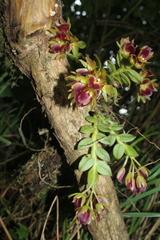 Epidendrum megalospathum
