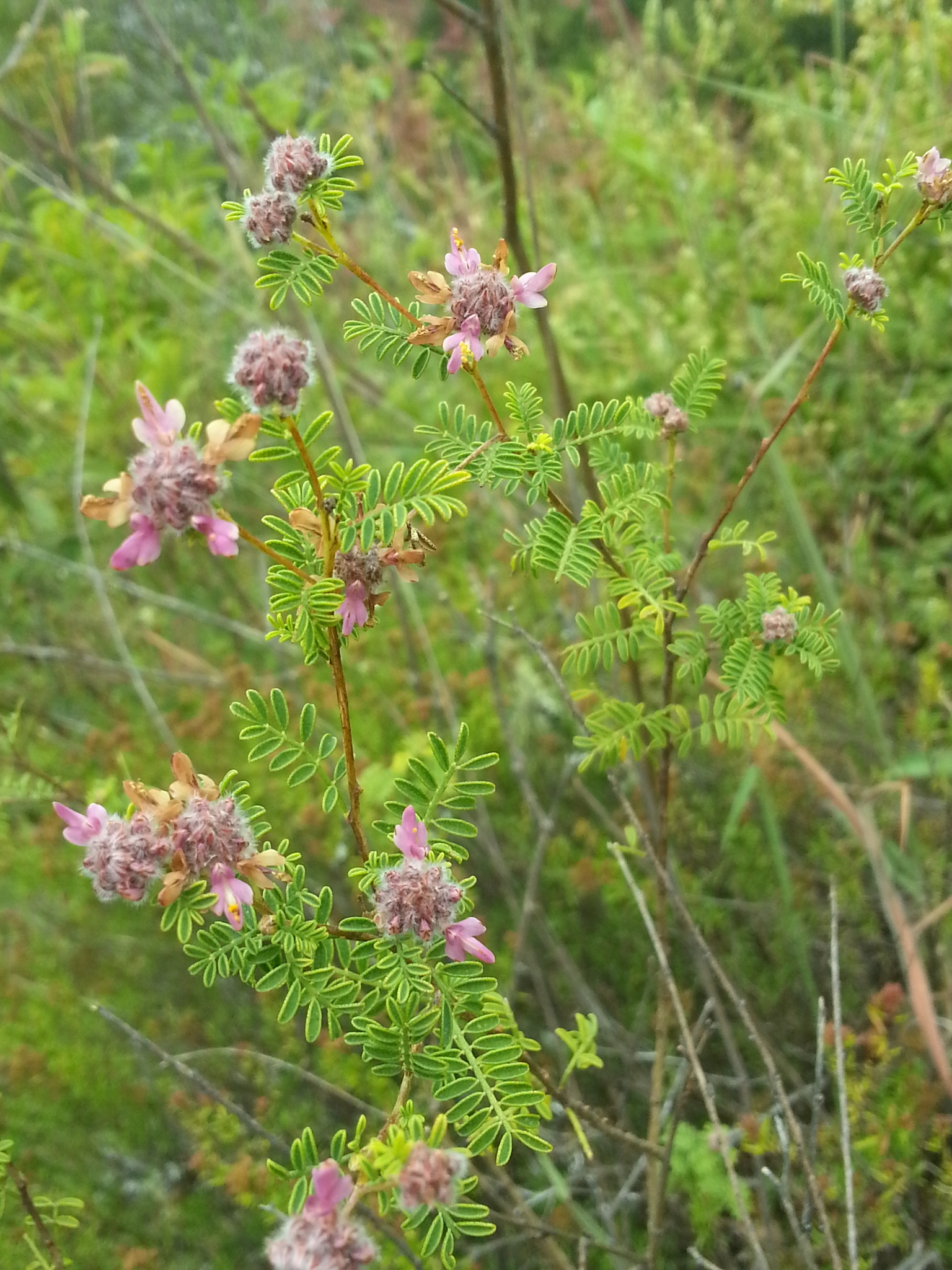 Dalea carthagenensis image