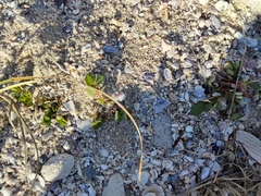 Euphorbia psammogeton