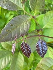Fraxinus quadrangulata