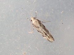 Coleotechnites coniferella