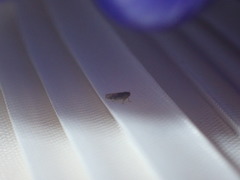 Eupteryx decemnotata