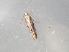Coleotechnites coniferella