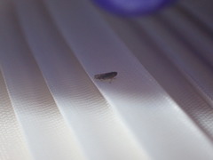 Eupteryx decemnotata