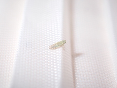 Eupteryx decemnotata