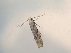 Coleotechnites coniferella