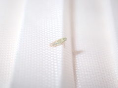 Eupteryx decemnotata