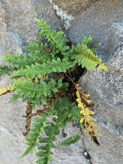 Polypodium hesperium