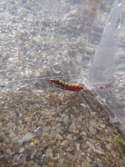 Paraclinus marmoratus