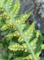 Polypodium hesperium
