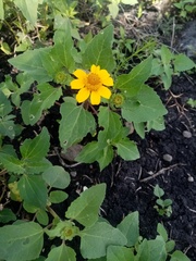 Heliopsis annua