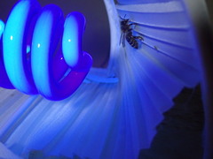 Apocephalus borealis