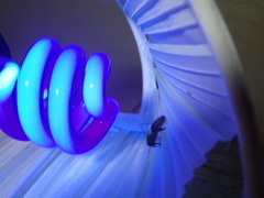 Apocephalus borealis