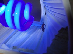 Apocephalus borealis